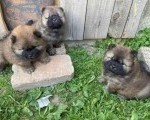 Chow Chow štenci